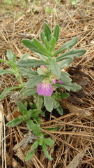 Ajuga iva