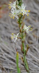 Chlorophytum triflorum