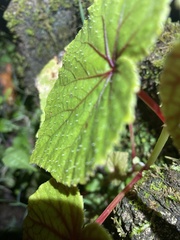 Begonia grandis