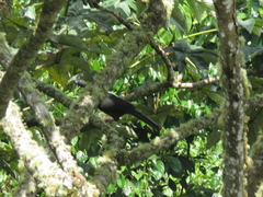 Chamaepetes goudotii