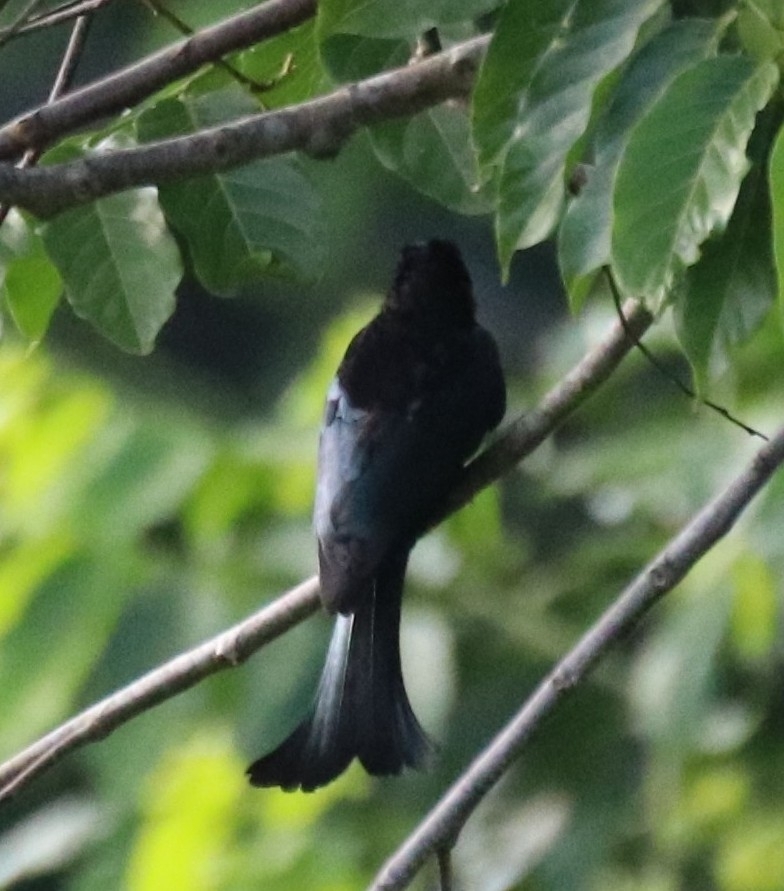Sulawesi Drongo (Dicrurus montanus), photo 2
