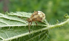 Stictopleurus punctatonervosus