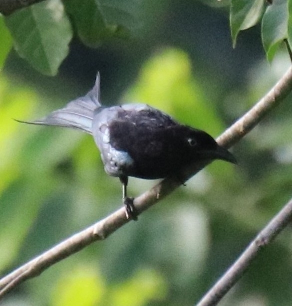 Sulawesi Drongo (Dicrurus montanus), photo 3