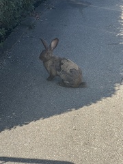 Oryctolagus cuniculus domesticus