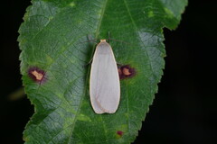 Eilema griseola