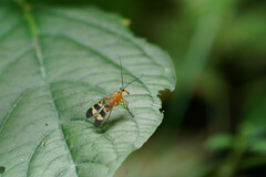 Panorpa japonica