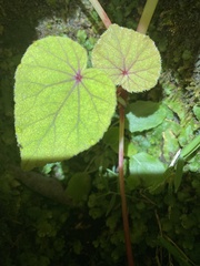 Begonia grandis