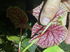 Begonia grandis