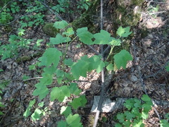 Ribes spicatum hispidulum