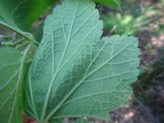 Ribes spicatum hispidulum
