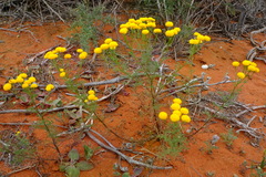 Oncosiphon grandiflorus