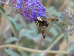 Volucella elegans