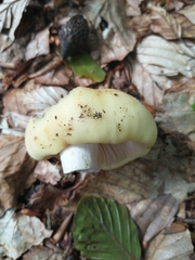 Russula claroflava