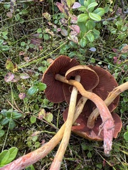 Cortinarius semisanguineus