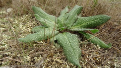 Echium vulgare