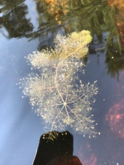 Utricularia purpurea