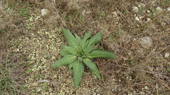 Echium vulgare
