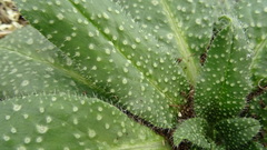 Echium vulgare