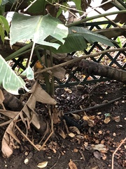 Cossypha natalensis natalensis