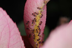 Pristomyrmex punctatus