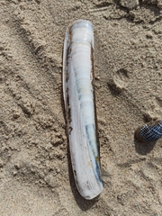 Ensis