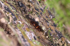 Periplaneta fuliginosa