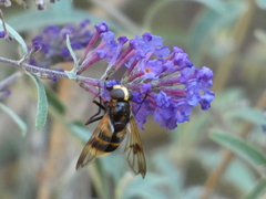 Volucella elegans
