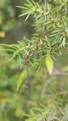 Oligotrophus juniperinus