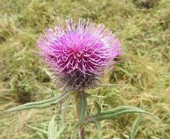Cirsium decussatum