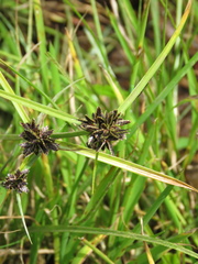 Cyperus niger