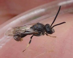 Lasioglossum