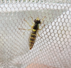 Sphaerophoria scripta