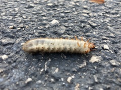 Scarabaeidae