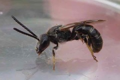 Lasioglossum