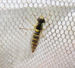 Sphaerophoria scripta