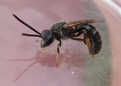 Lasioglossum