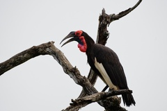 Bucorvus leadbeateri