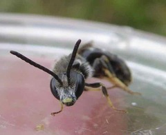 Lasioglossum