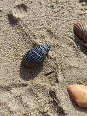 Tritia reticulata