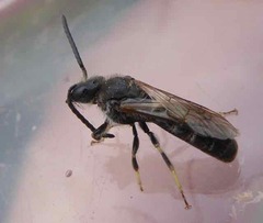 Lasioglossum