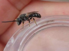Lasioglossum