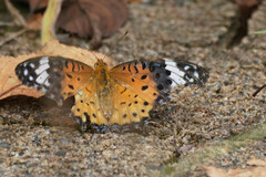 Argynnis hyperbius
