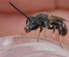 Lasioglossum