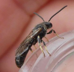 Lasioglossum