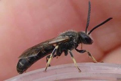 Lasioglossum