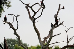 Bucorvus leadbeateri