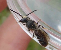 Lasioglossum