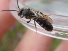 Lasioglossum