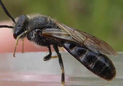 Lasioglossum