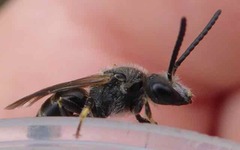 Lasioglossum